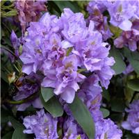 Rhododendron Fastuosum Flore Pleno