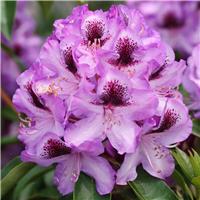 Rhododendron 'Durantik'