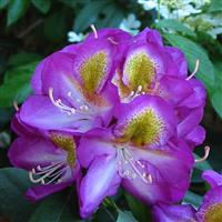 Rhododendron Bluebell
