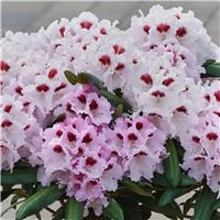 Rhododendron 'Annika'
