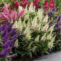 Buddleja Butterfly Candy Little White - Dwarf Buddleia Butterfly Bush