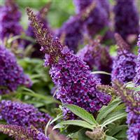 Buddleja Butterfly Candy Little Purple - Dwarf Buddleia Butterfly Bush