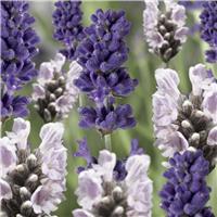 Lavender Flirt - LARGE White and Blue Duo Lavandula bicolour