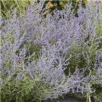 Perovskia atriplicifolia Prime Time - Russian Sage