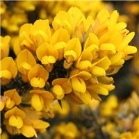Ulex europaeus - Gorse