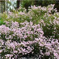 Diosma hirsuta 'Pink Fountain'