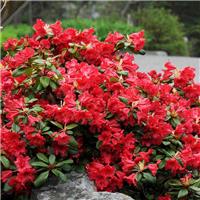 Rhododendron Scarlet Wonder - Dwarf Evergreen Rhododendron