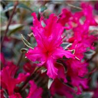 Azalea Japonica Hot Shot Pink - Dwarf Japanese Rhododendron-Evergreen