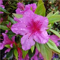 Azalea Japonica Herbert - Dwarf Japanese Rhododendron-Evergreen