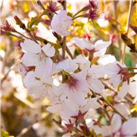 Prunus incisa 'Lotte' - Fuji Cherry - Flowering Cherry Blossom