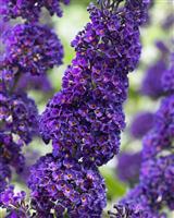 Buddleja davidii Black Knight - Buddleia - Butterfly Bush
