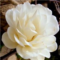 Magnolia loebneri 'Mag's Pirouette'