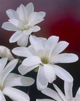 Magnolia stellata 'Waterlily' Star Magnolia