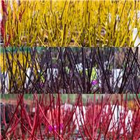 Cornus Collection - Winter Colour Dogwood Collection - Pack of THREE