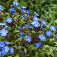 Ceratostigma griffithii - Hardy Cobalt-Blue Plumbago