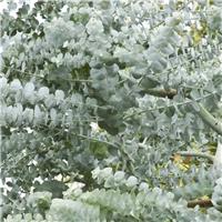 Eucalyptus Websteriana 'Botanic Hearts'