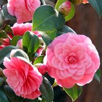 Camellia williamsii E.G. Waterhouse