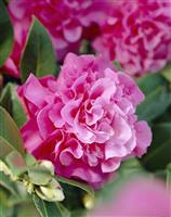 Camellia x williamsii 'Debbie'