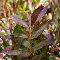 Callistemon 'Red Rocket'