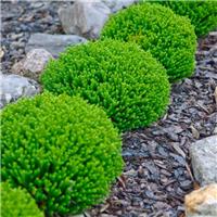 Hebe Emerald Green Globe