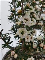 Leptospermum Scoparium Snow Flurry