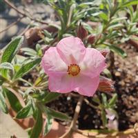 Cistus skanbergii Pink Rockrose