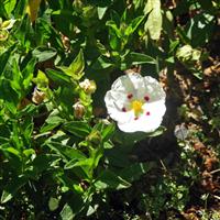 Cistus 'Snowfire' - Rock Rose