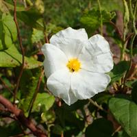 Cistus populifolius var. major Large-Flowered Rock Rose