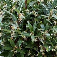 Sarcococca hookeriana 'Purple Gem' Fragrant Sweet Box