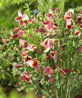Cytisus scoparius Maria Burkwood