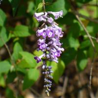 Buddleja lindleyana - Lindley's Butterfly Bush