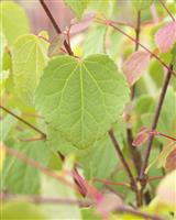 Cercidiphyllum japonicum 'Glowball' - Compact Toffee Apple Tree