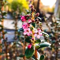 Escallonia Compacta Coccinea