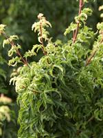 Acer palmatum Shishigashira - Lion's Head Japanese Maple
