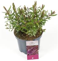 Hebe Bouquet
