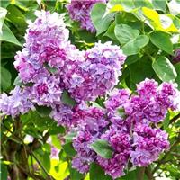 Syringa vulgaris Katherine Havemeyer