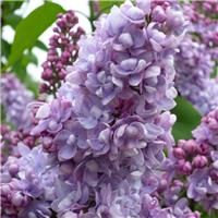 Syringa Vulgaris 'Emilie Lemoine'