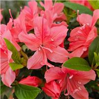 Azalea Rhododendron Encore 'Orange Crush'
