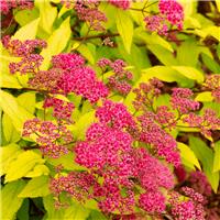 Spiraea japonica 'Goldmound'