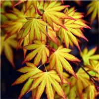 Acer palmatum Katsura - Japanese Maple