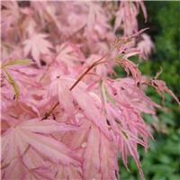 Acer palmatum 'Iyoshi'