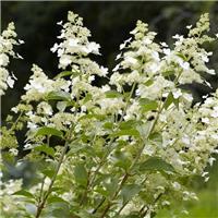 LARGE Hydrangea paniculata Kyushu - Panicle Hydrangea - In Bud & Bloom