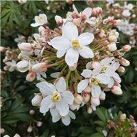 Choisya ternata 'Greenfingers' - Fragrant Mexican Orange Blossom