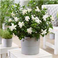 Gardenia jasminoides 'Double Diamonds' - Dwarf Double Gardenia