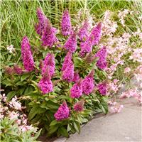 Buddleja Butterfly Candy Little Cerise - Dwarf Buddleia Butterfly Bush