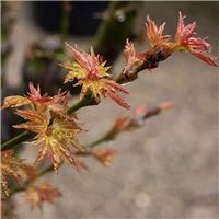 Acer palmatum 'Kotohime' - Japanese Maple