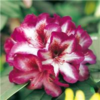 Rhododendron Hans Hachmann - Evergreen Rhododendron