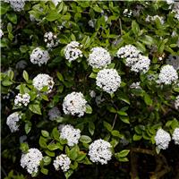 Viburnum burkwoodii 'Anne Russell' - Arrowwood Shrub