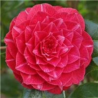Camellia japonica Principess Baciocchi