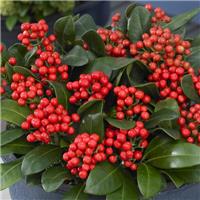 Skimmia japonica 'Beautiful'